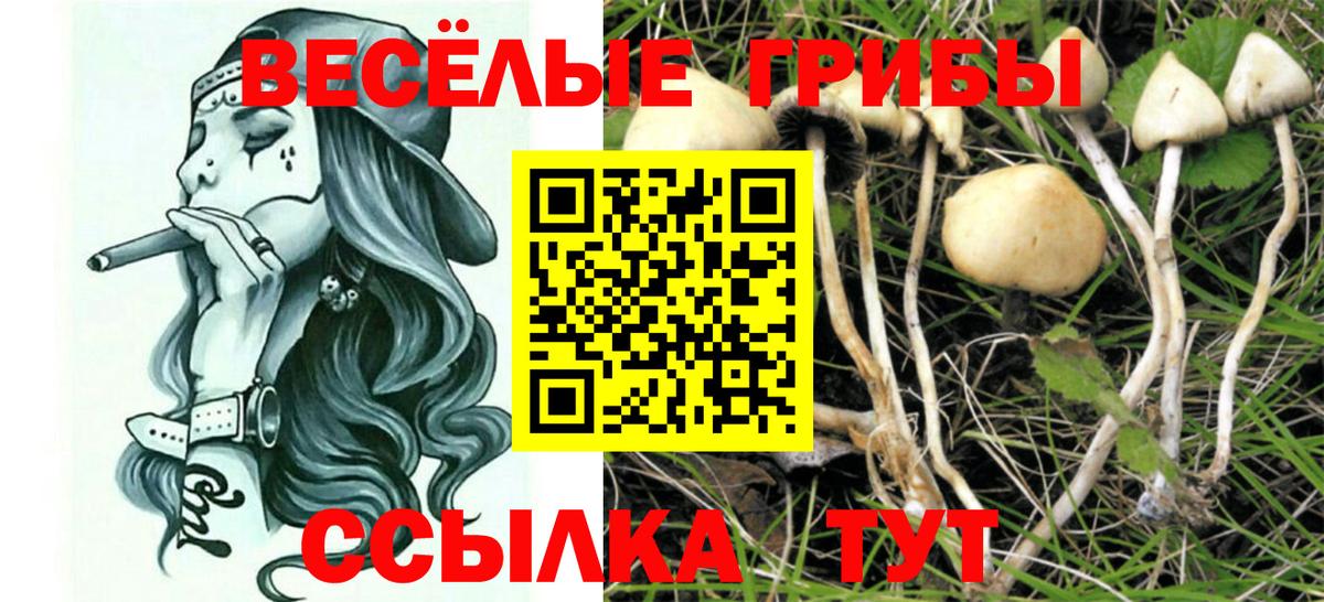 Тулун  Псилоцибиновые грибы прущие грибы  Псилоцибиновые грибы ЛСД  Вход с VPN 